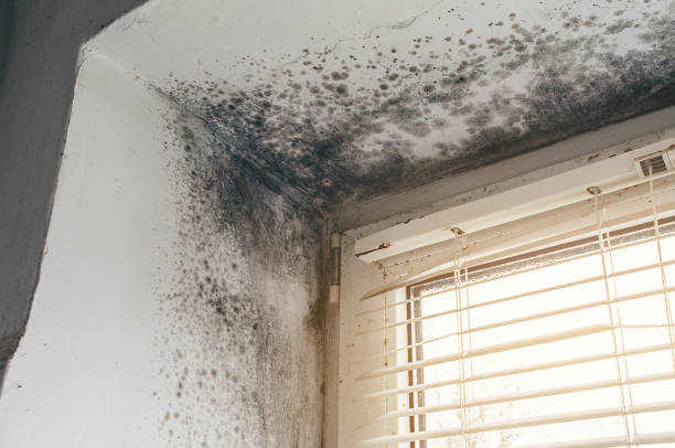 Affordable Hvac And Air Duct Mold Remediation solutions in Greenville, TX